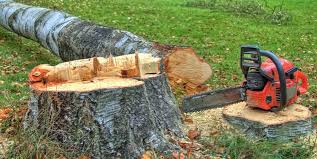 Tree and Shrub Care in Moosic, PA