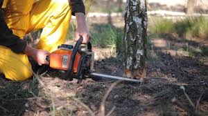 How Our Tree Care Process Works  in  Moosic, PA