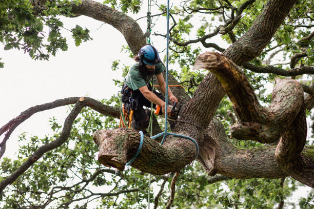 Reliable Moosic, PA Tree Care Solutions