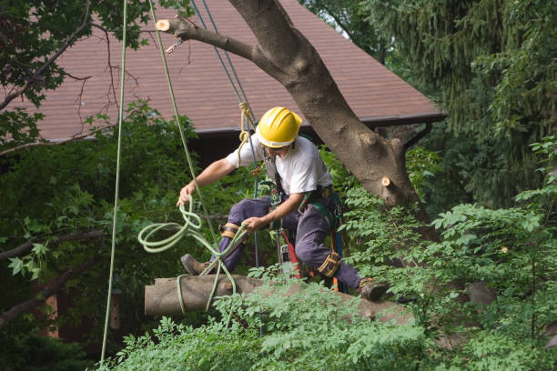 Best Tree Removal  in Moosic, PA